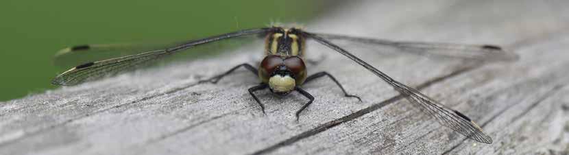 MYRTROLLSLÄNDA LEUCORRHINIA DUBIA nya provinsfynd gjorts 2018: Vinterflickslända Sympecma fusca, Bohuslän* Månflickslända Coenagrion lunulatum, Jämtland Mindre kustflickslända Ischnura pumilio,