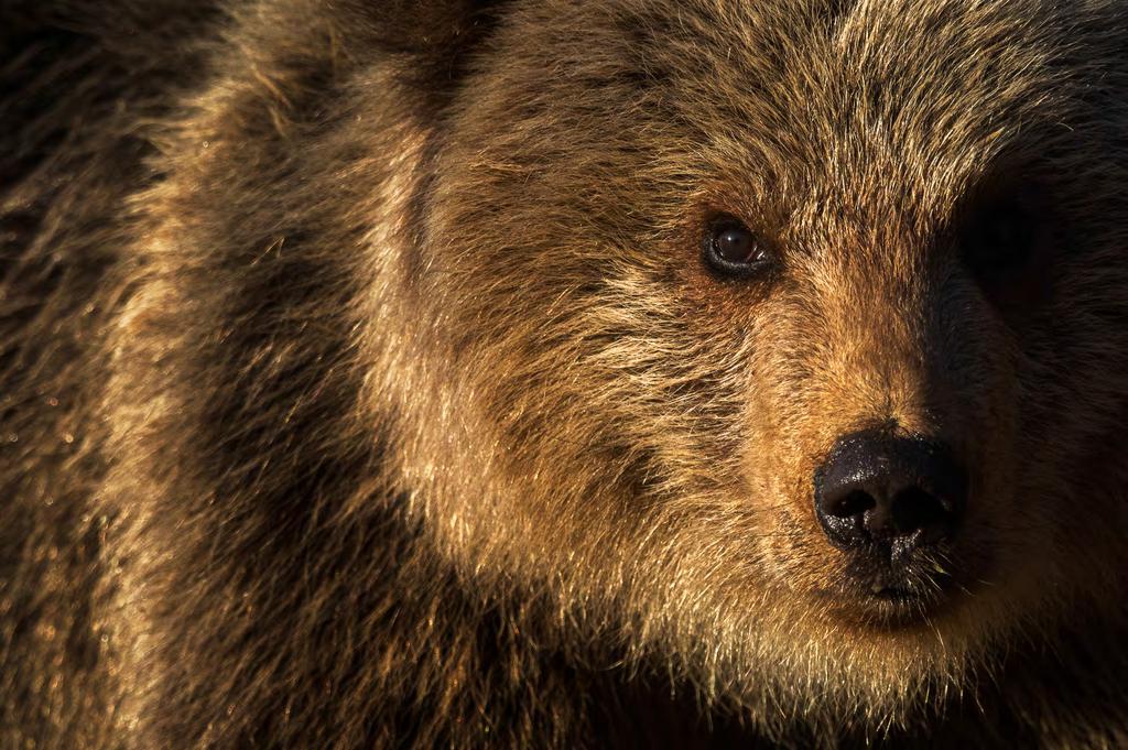 VILDA FINLAND - BJÖRNAR & TAJGA Närkontakt med den finska björnen. Det bästa med fotoresan till Vilda Finland är: Väl utvalda gömslen för utmärkt björnfotografering.