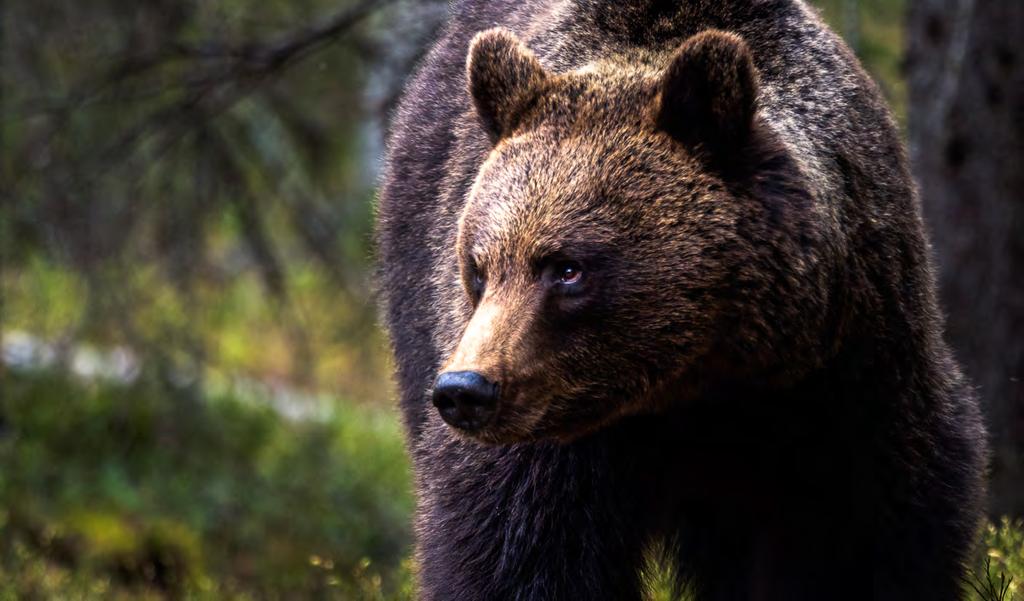 Pris: 16.300 SEK KLIMATKOMPENSERAD FOTORESA. 13-19 augusti 2020 7 PLATSER (Begränsat antal platser) Anmälningsavgift: 3.260 kronor (20%) Inkluderat i priset : Del i dubbelrum.