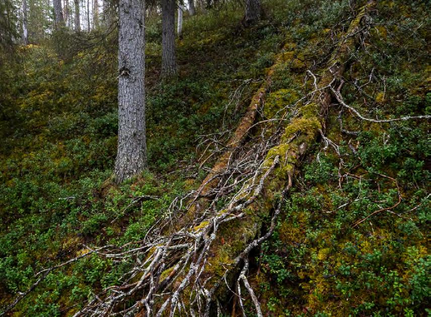 När lugnet sänker sig över skogarna och det är tyst, då kommer brunbjörnarna fram.