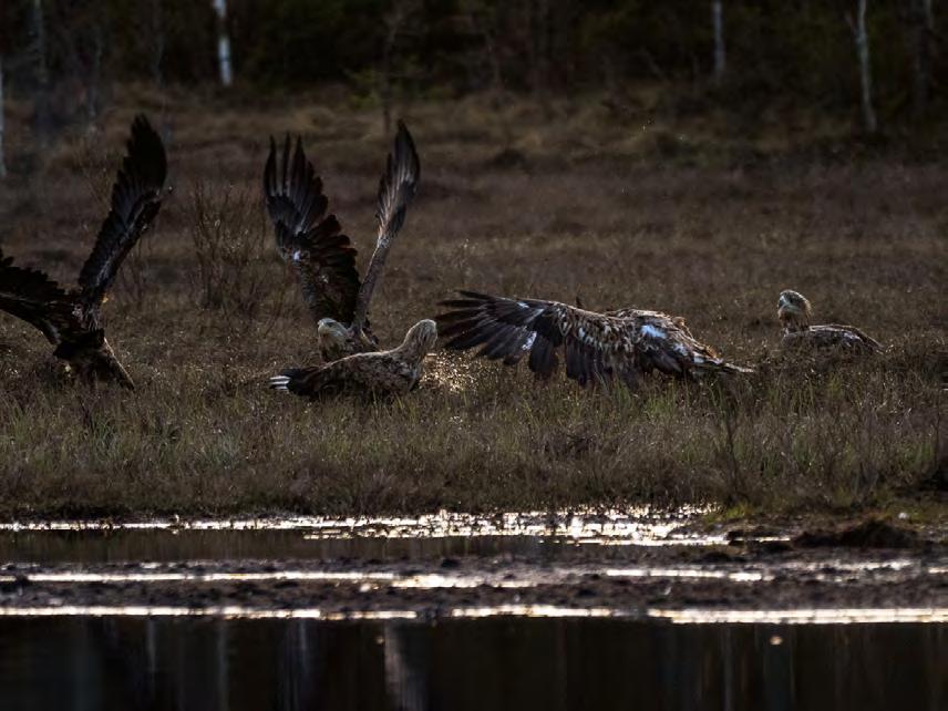 Björngömslen i olika miljöer och områden. Den här fotoresan till vilda Finland handlar främst om den finska björnen.