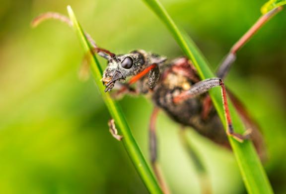 De rika blomsterängarna är ett paradis för fjärilar & insekter. Fjärilar & insekter I och med den rika floran som finns här trivs också olika typer av fjärilar och insekter bra i denna miljö.