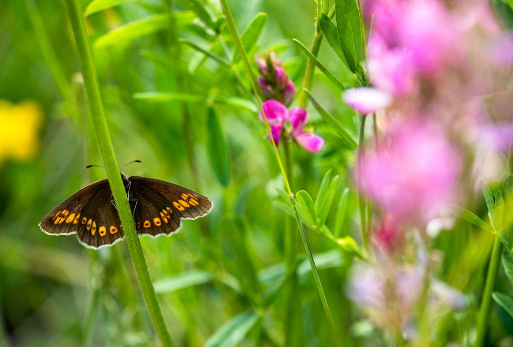 Mountain ringlet är en av de alpinska arterna vi sannolikt kommer att träffa på & fotografera. Makrofotografering och fokus på bilden.