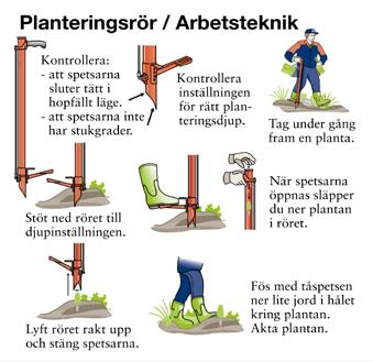 Men tryck inte till, för då kan torvproppen tryckas ihop vilket hindrar roten från att växa. Perfekt!