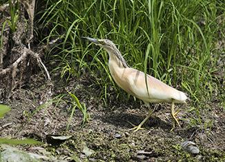 I lagunen finns gott om större flamingo, ägretthäger, silkeshäger, sandtärna och flera vadare så som mindre