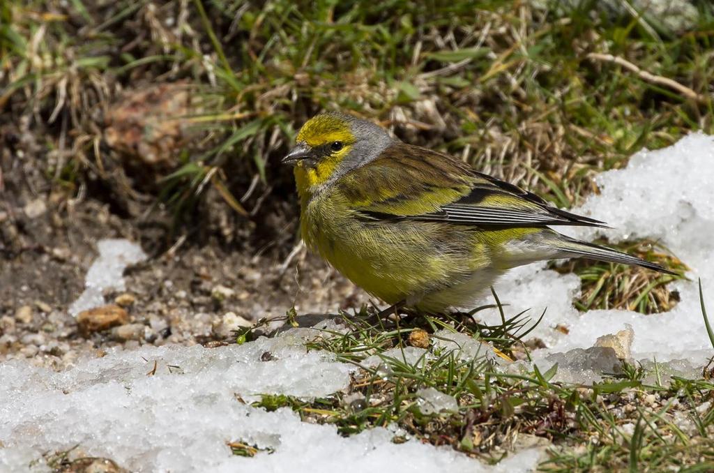 Korsikansk siska. Foto: Curt Johnsson Artlista fåglar 1 Gravand Tadorna tadorna 2 Etang de Biguglia 8.5 2 Gräsand Anas platyrhynchos platyrhynchos 3 Vallée du Regino 5.5 och 10 Etang de Biguglia 8.