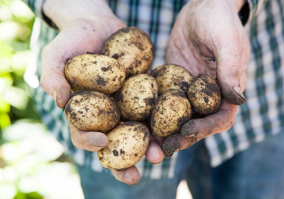 Potatisens historia - tog 100 år att bli accepterad. Före år 2007 hade vi inga smakord för potatis i Sverige.