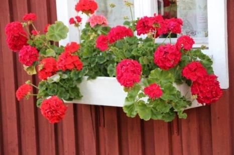 Livskvalitet Alf E Sjöberg Varsågod nästa Margareta Molius Smärta i fokus Karin Öckert Gluten och mjölk Micke Skribent Att vara jordad Clinton Ober, S.T. Sinatra & M.