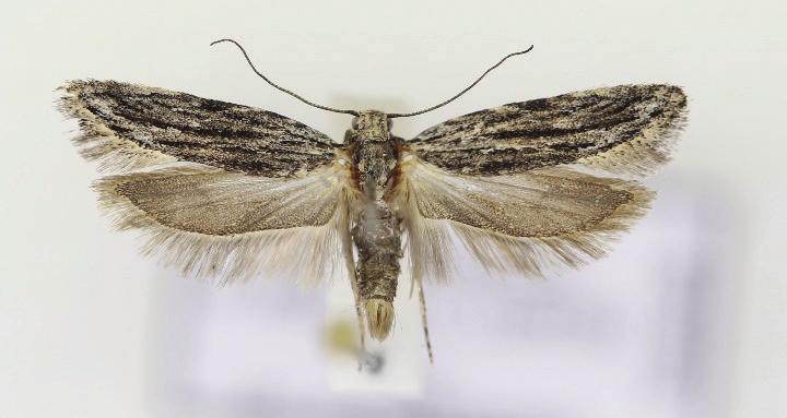 Övriga intressanta noteringar för Marmorbruket gör det tydligt att det lokala klimatet och den speciella floran ger möjligheter för arter att etablera sig som är svåra att finna på andra lokaler.
