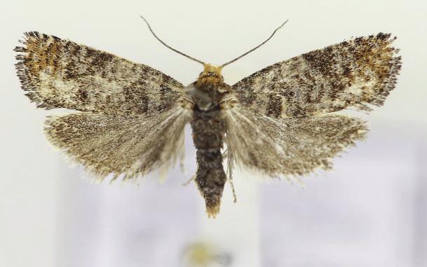 videplattmal Ny Ög-2015 Witlesia pallida blekt ugglemott Ny Ög-2014 Elachista bisulcella bergrörsgräsmal Ny Ög-2015 Anarsia lineatella körsbärspalpmal Ny Ög-2015 Gypsonoma minutana