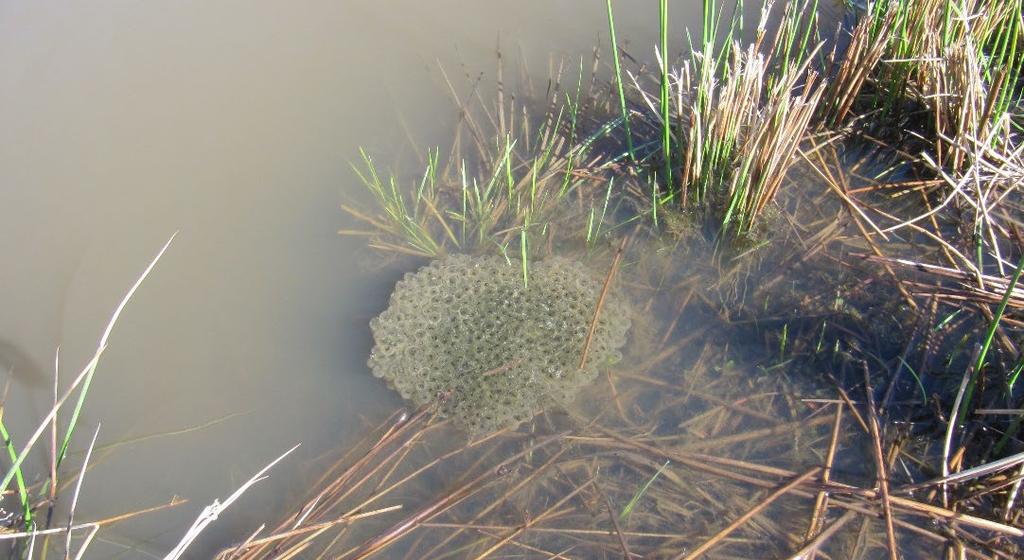 Bild 2. Grodor lägger gärna sina ägg på grunda, soliga platser i vegetationen. Någonstans i dammen bör en djupare håla skapas, 1 1,5 m djup är lagom.