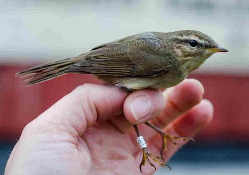 *Brunsångare Dusky Warbler (Phylloscopus fuscatus) Detta var endast den tredje brunsångaren som fångats på Landsort och den ringmärktes den 9 oktober.