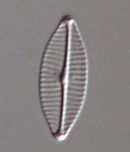 De vanligaste arterna var Eunotia implicata och Eunotia incisa (Figur 10). Arter som är typiska för näringsrika vattendrag, och som förekom på många lokaler, ibland i stort antal, är t.ex.