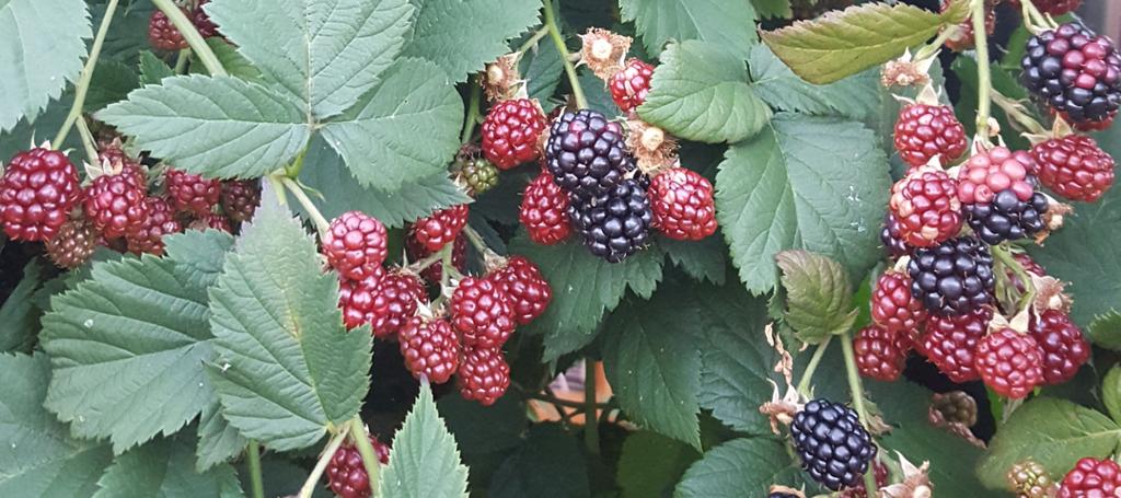 2019 Se på himlens