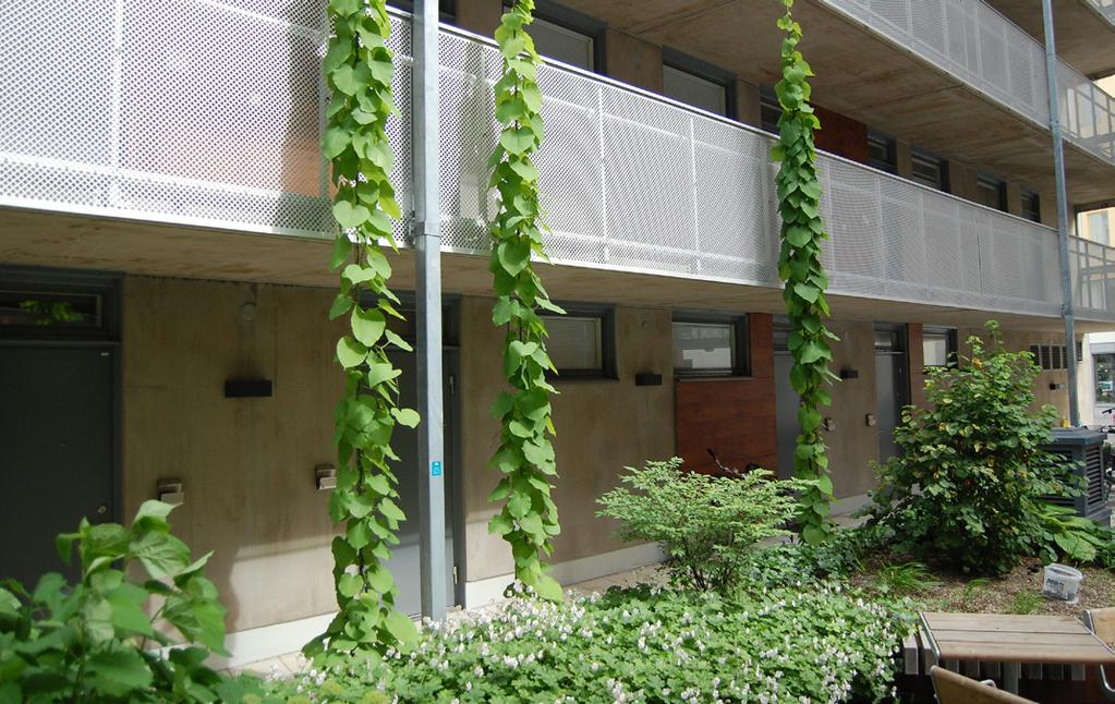 Foto: 6. Exempel på diversifierad markvegetation på en bostadsgård. Foto: Veg Tech AB. Foto: 5. Klätterväxter på vajer på bostadsgård. Veg Tech AB. Trädskikt Träd har en rad ekologiska funktioner.
