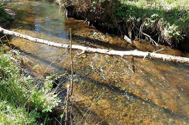 (11%), granskog (6%), artificiell mark (1%) Strömförhållande 14% lugnflytande, 22% svagt strömmande, 62% strömmande, 2% fors Fall: 0,9 Biotop Beskuggning: 2,4 Vegetation: 2,1 Rensning: 1,6 Död ved: