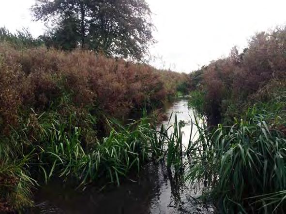 Örupsån 2014 Eklövs Fiske och Fiskevård Bilaga 1 Vattensystem Vattendrag Lokalnummer Datum Nybroån 089 Örupsån Ö-5 2014-10-08 Lokalnamn Lokalkoordinater Kommun Karta Kvärrestad X:615632 Y:139023