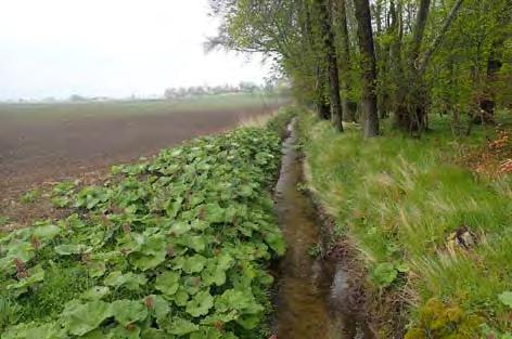 0% lugnflytande, 56% svagt strömmande, 44% strömmande, 0% fors Fall: 1,1 Biotop Beskuggning: 1,9 Vegetation: 2,1 Rensning: 1,8 Död ved: 0,9 Skyddszon: 1,6 Påverkansgrad: 1-3 Öringbiotop Lekområde: 40