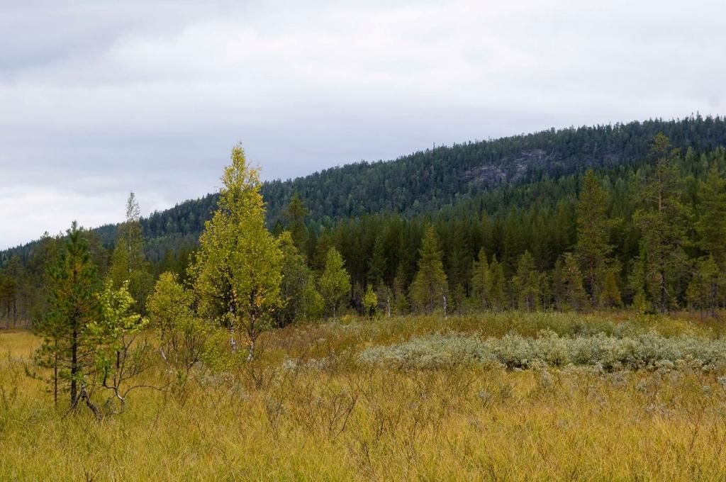 Flugor i Björnlandet 29 fynd av arten, från Skuleskogen (ÅN) i material från det svenska malaisefälleprojektet (M. Forshage, in litt.). Flera fynd finns från Norge (Greve 2005) och sannolikt är arten utbredd över en stor del av Sverige.