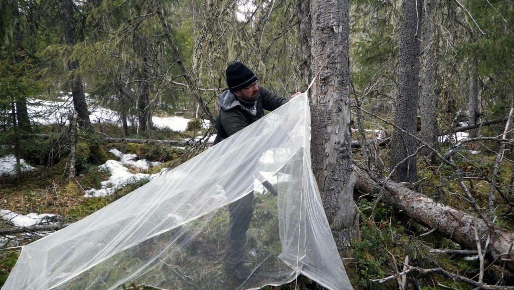 Flugor i Björnlandet 21 hyser rikliga mängder med döda lövträd, främst i form av björklågor, men även sälg och gråal förekommer ställvis allmänt i närområdet till fällan.