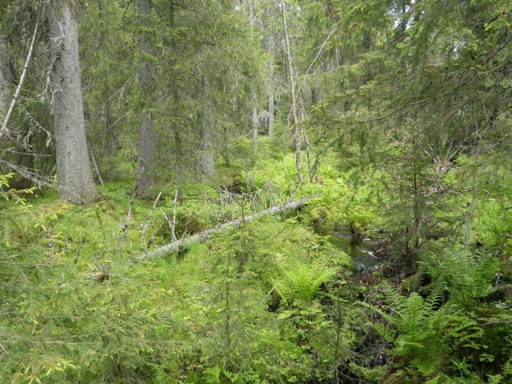 Flugor i Björnlandet 25 (Phellinus pini) intill ett gammalt bohål av spillkråka (F12). Det tredje exemplaret togs i en vitskål intill en tallåga på brandfältet från 1970 (F07).