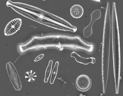 Växtplankton i Dalälvens sjöar och i angränsande del av Bottenhavet 2009 Metodik och omfattning Växtplanktonundersökningar genomförs i samtliga sjöar som ingår i DVVF:s provtagningsnät, fr.o.m. 2009 28 st.