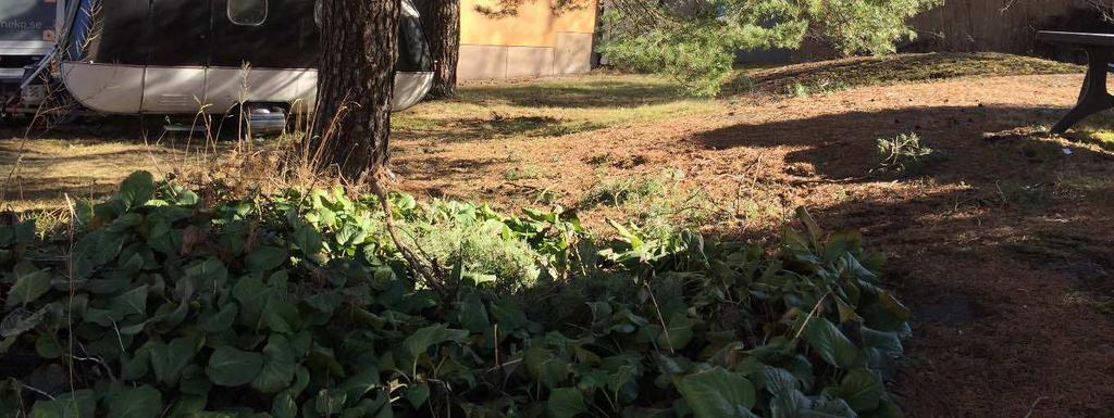 Nuläge: Aktuella träd har enligt trädbedömningen bevarandevärde 2 men är vitala och är identitetsskapande på platsen. De står i nära anslutning till berg i dagen.