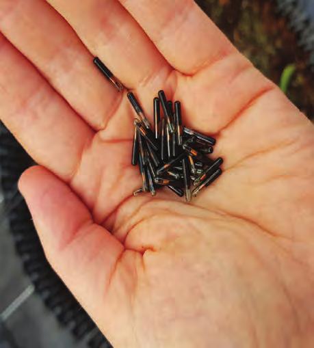 men genom chip-märkning förbättras spårbarheten avsevärt.