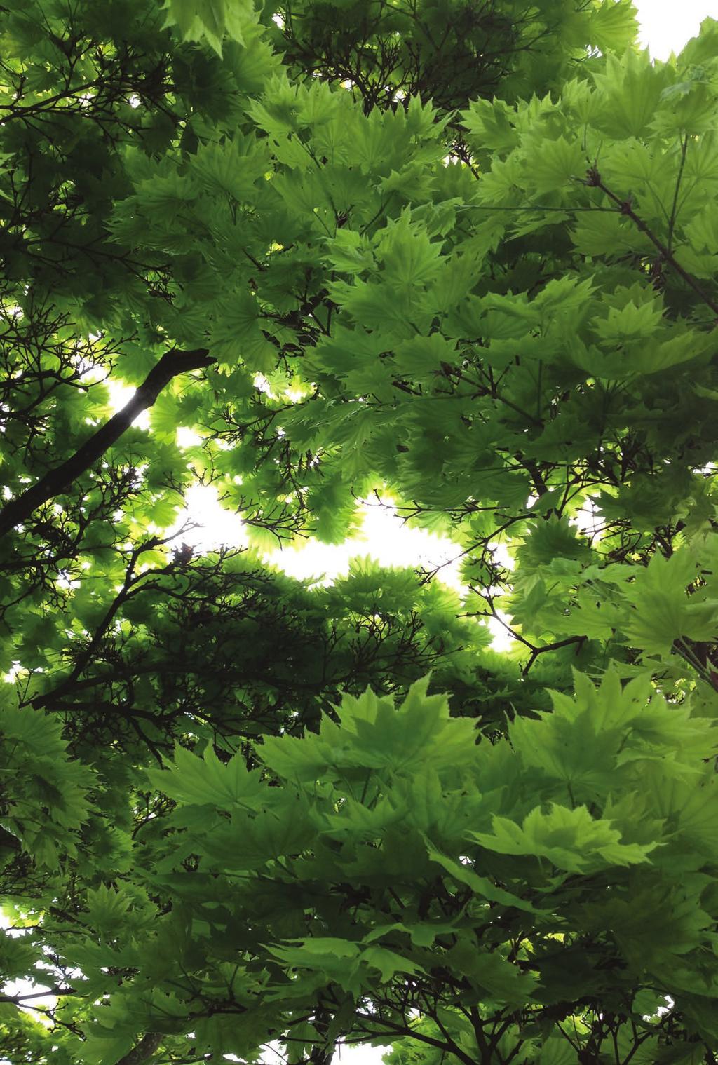 24 Acer shirasawanum.