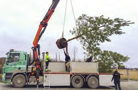STORLEK- OCH VIKTTABELL För att underlätta hantering och plantering av våra träd listar vi här riktvärden för storlek och vikt.
