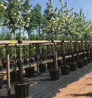 Alla trädslag kan med fördel företableras för att trygga en säker etablering efter plantering. Företableringsmetoderna kallas Root Control Container (RCC) och Air-Pot (AP).