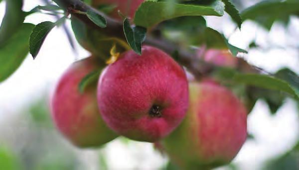 Bland våra större solitärer väljer vi ut karaktärsfulla premiumprodukter som vi sedan förädlar genom att ta vara på och lyfta fram varje individs unika formspråk.