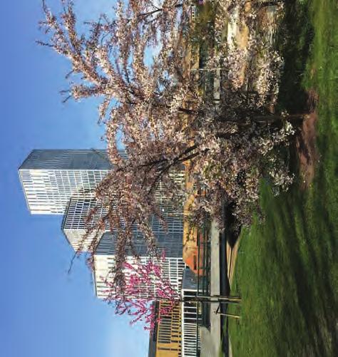 Inte nog med det, samtidigt planterades ytterligare fler Prunus x persicoides som dock inte syns i bild.