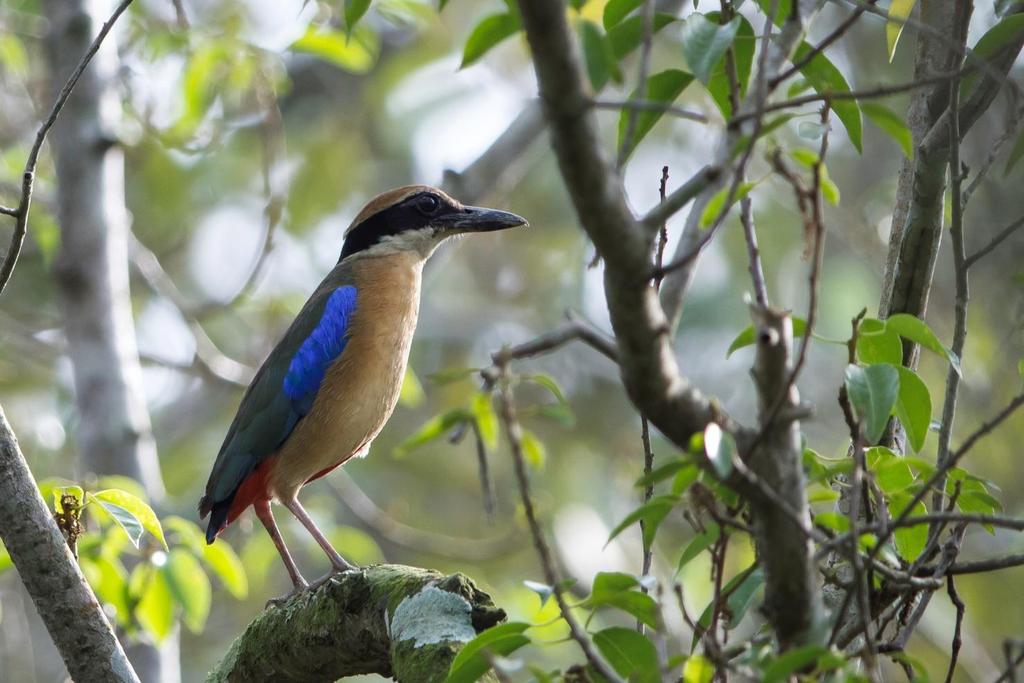 Mangrove Pitta.