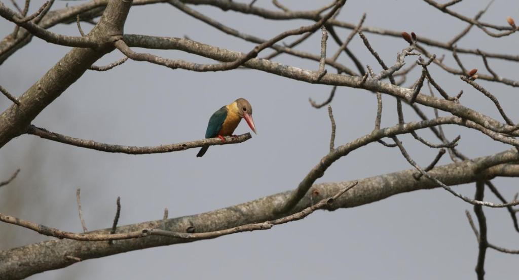 Stork-billed Kingfisher. Kosi Barrage. Foto: Bengt Antonsson Artlista fåglar 1 Fulvous Whistling Duck Dendrocygna bicolor (Brun visseland) 45 Lake Barju 6.