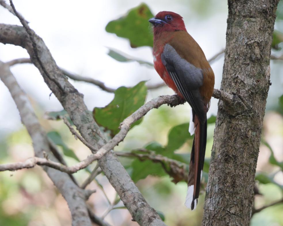 120 Red-headed Trogon Harpactes erythrocephalus (Rödhuvad trogon) 2+1 hörd Chitwan NP 1.3 och 3 Chitwan NP 2.3 Red-headed Trogon. Chitwan NP. Foto: Bengt Antonsson 121 Indian Roller Coracias benghalensis benghalensis (Indisk blåkråka) 14 längs vägen 3.