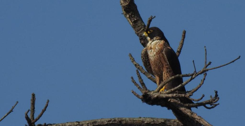 155 Common Kestrel Falco tinnunculus interstinctus (Tornfalk) 1 längs vägen 27.2, 1 Kosi Barrage 3.3, 1 längs vägen 3.3, 1 Koshi Tappu Wildlife Reserve 4.3, 2 Koshi Tappu Wildlife Reserve 5.