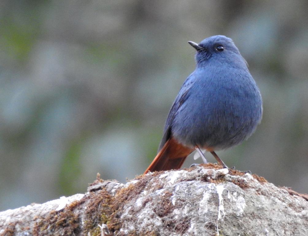 314 Black Redstart Phoenicurus ochruros rufiventris (Svart rödstjärt) 1 Koshi Tappu Wildlife Reserve 4.3 och 1 Koshi Tappu Wildlife Reserve 5.