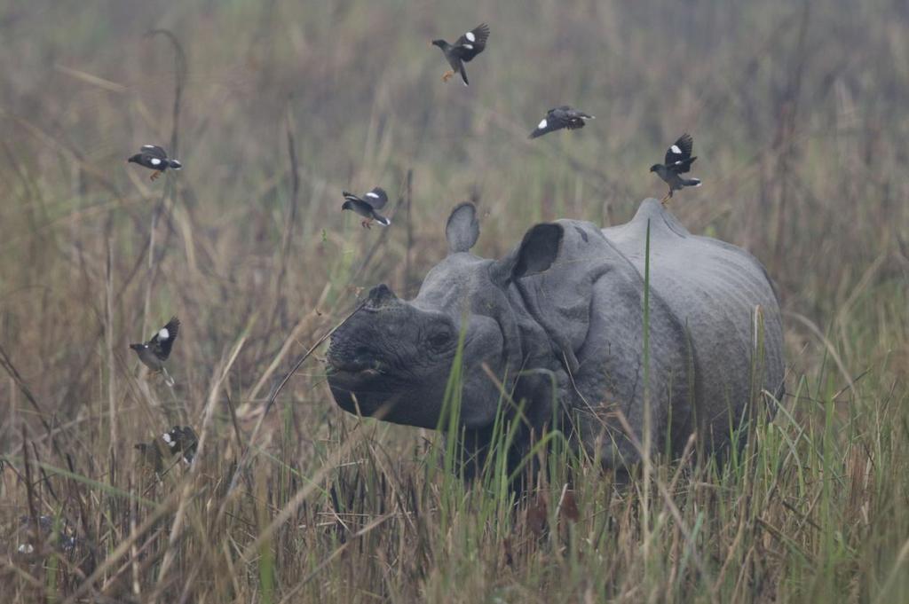 Pansarnoshörning och Jungle Mynas. Chitwan NP. Foto: Bengt Antonsson Artlista däggdjur 1 Assam Macaque Macaca assamensis pelops (Assammakak) 2 Phulchowki 25.