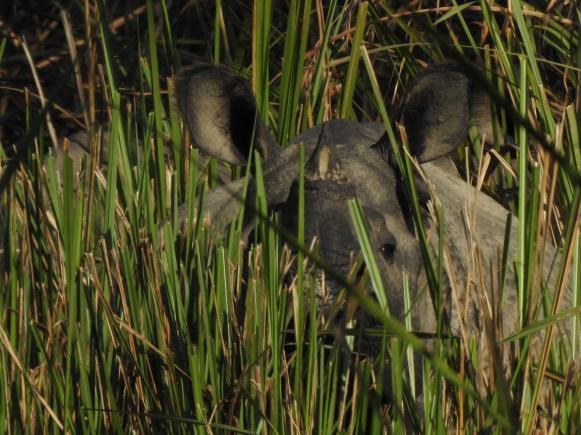 Gräsmarken bredvid brändes nu och det sprakade rejält om elden. På kvällen artgenomgång och god middag på vår lodge. 2 mars Frukost kl. 06.00 och iväg 06.45. Ny heldag i Chitwan NP.