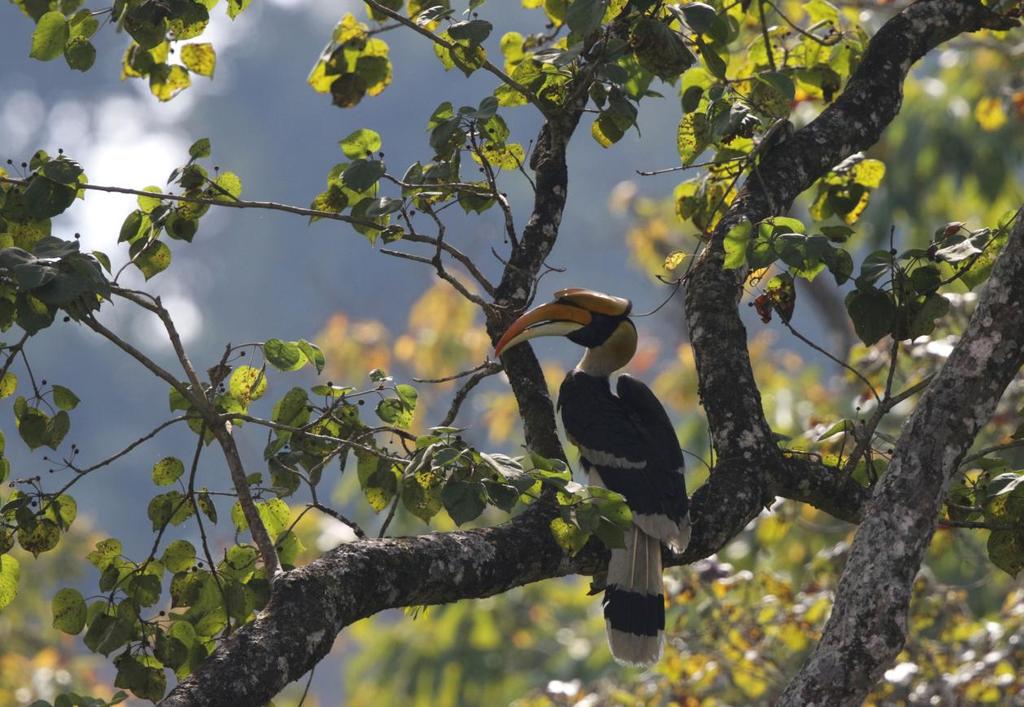 synhåll, sjungande Grey-bellied Tesia, Lemon-rumped Warbler, Whistler's Warbler, en ropande Himalayan Cutia, dock för långt bort för att vi skulle kunna se den, den vackra Rufous-bellied Niltava och