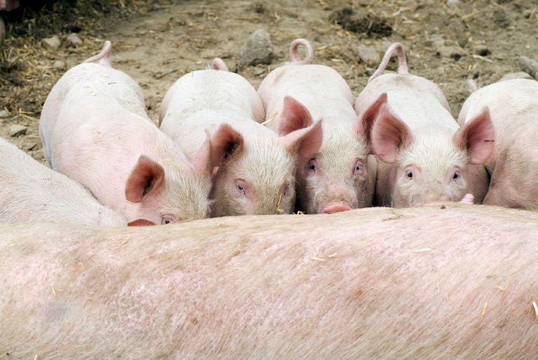 Grundscenario PRRS (eller andra epizootisjukdomar som kan ge reproduktionsstörningar hos grisar) Förhistoria PRRS drabbar grisar med luftvägssymtom och reproduktionsstörningar.