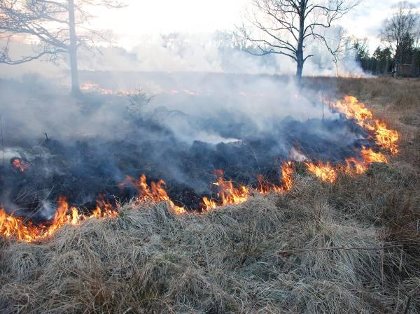 Naturvårdsbränning i gräsmarker förslag till metod och uppföljning Krister