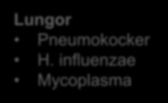 aureus Strep gr A, C, G