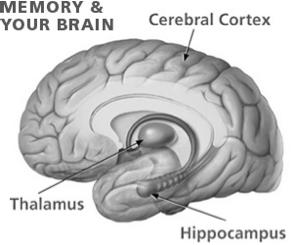 Vestibular input to Hippocampus Spatial recognition Place cells,