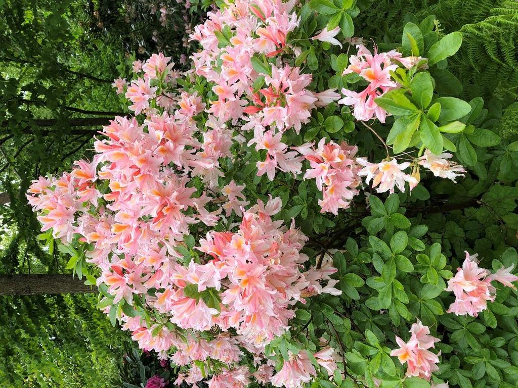 En riktigt skön och avkopplande sommar önskar jag er alla! Blommande rhododendron i Trädgårdsföreningen, Göteborg, juni 2019.