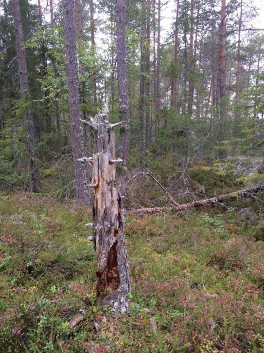 3.7 ÅF Obj 07 Skog och träd Tallhällmark Naturvärdesklass 3: påtagligt naturvärde ÅF Obj 07
