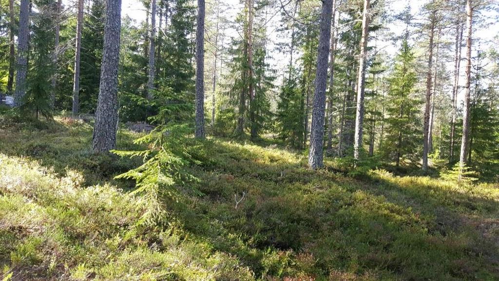 4.8 ÅF Obj 18 Skog och träd Barrskog Naturvärdesklass 4: visst naturvärde ÅF Obj 18 Öppen tallhedskog på ytligt berg.
