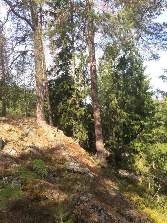 4.28 ÅF Obj 38 Skog och träd Tallhällmark Naturvärdesklass 4: visst naturvärde ÅF Obj 38 Branta lodytor med överliggande hällmarksskog.