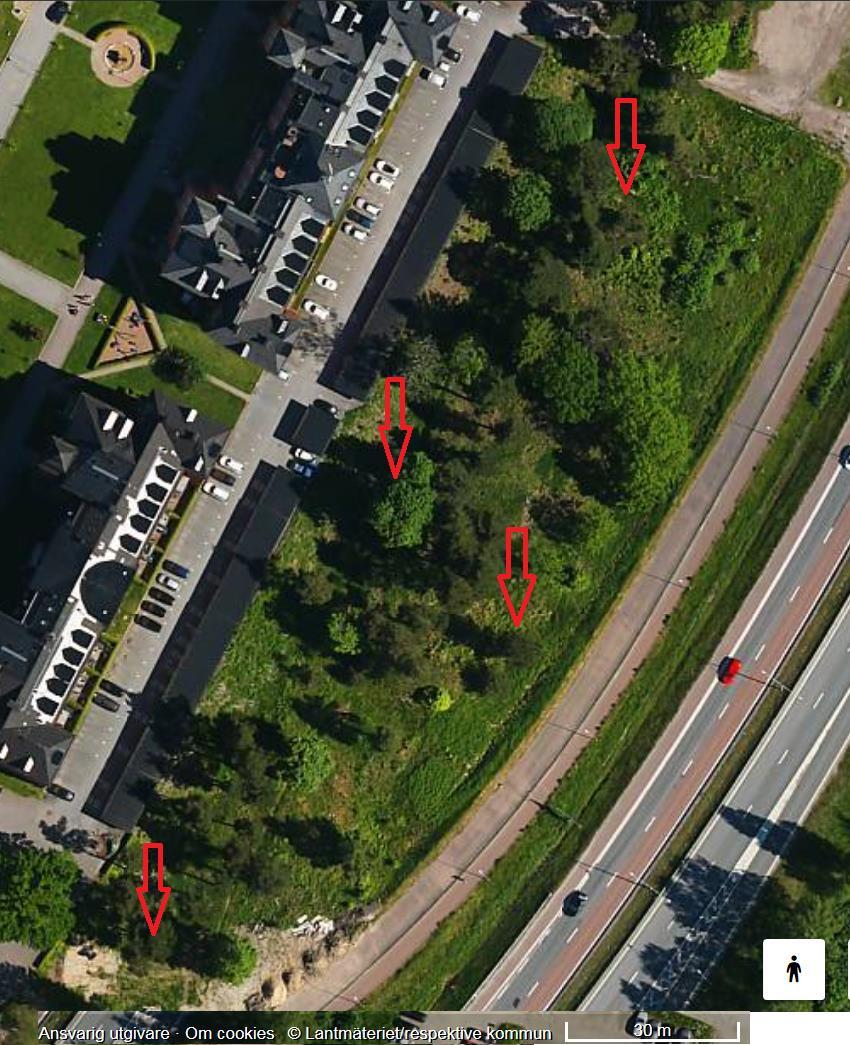 memo02.docx 2012-03-28 Figur 4. ilarna visar var tallarna med äldre gnagspår efter reliktbock växer på Kasernhöjden.